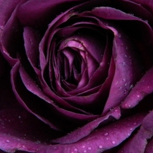 Szkółka róż - róże rabatowe floribunda - fioletowy  - Rosa  Minerva - róża z intensywnym zapachem - Martin Vissers - Ciemnofioletowa odmiana posiadająca słodki aromat.